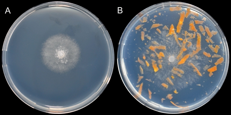 Fig. 3. Pythium myriotylum isolated from Lemna minor after 24 h at 30°C on A) PDA50% and B) CPA.