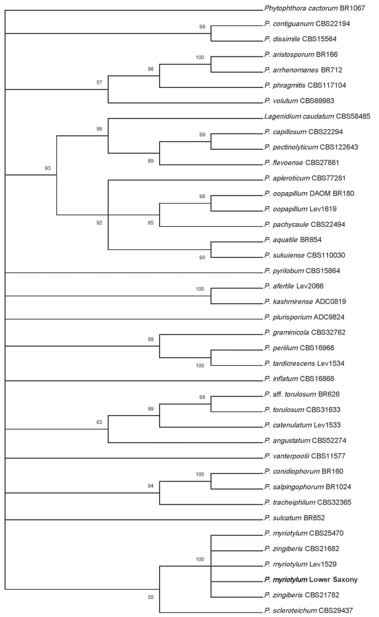 Fig. 5.  Phylogenetic recon­struction (Maximum Li­kelihood) based on partial cytochrome oxi­dase c subunit I (COI) sequences of Pythium Clade B according to Robideau et al. (2011) including the sequence of the Pythium isolated from Lemna minor in Lower Saxony (bold).
 The bootstrap con­sensus tree is inferred from 1000 replicates. Number on branches de­note bootstrap support values for maximum li­kelihood analyses. Only supported values > 50% are displayed. The tree was rooted to Phytopht­hora cactorum. 
