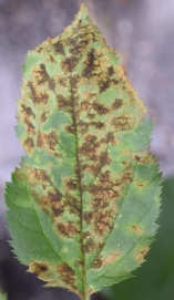 Abb. 4. Links: erfolgreiche Schorfinfektion = Pflanze anfällig, rechts: infiziertes Blatt mit Abwehrreaktion („Nadelstiche“) = resistente Pflanze.