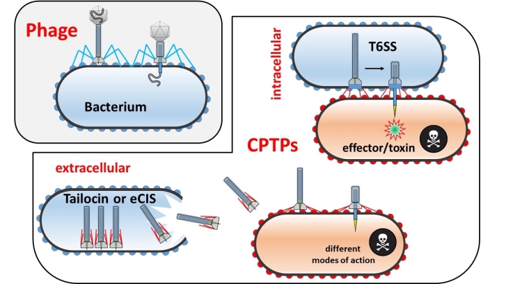Fig. 2. Schematic depiction of morphological differences between a contractile phage, carrying a capsid with viral DNA, and contractile phage tail-like particles (CPTPs) lacking the capsid; the type VI secretion system (T6SS) differs from the extracellular CPTPs in its intracellular/membrane-anchored place of action. In contrast to the T6SS, there are multiple copies of an extracellular contractile injection system (eCIS) or a tailocin within a single bacterial cell. For simplification, the different modes of action of eCISs and tailocin are not depicted here, but in Fig. 3. Created with Power Point.