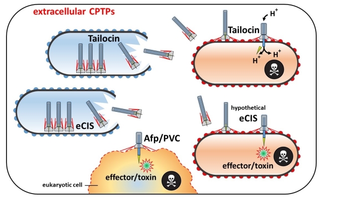 Fig. 3. Schematic depiction of functional differences between three types of extracellular CPTPs, causing death of the target cell: a tailocin functioning mechanically and two subgroups of extracellular contractile injection systems (eCISs) delivering effectors/toxins into target cells: (i) Antifeeding prophages (Afps) and Photorhabdus virulence cassettes (PVCs) attack insect (eukaryotic) cells, (ii) Bioinformatic studies indicate that certain types of (hypothetical) eCISs might target prokaryotes. Created with Power Point.