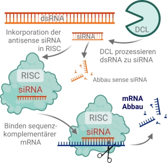 Abb. 1. Das RNAi-vermittelte post-transkriptionelle gene silencing (PTGS) beginnt mit der Zerlegung eines doppelsträngigen Vorläufer-dsRNA-Moleküls in kleine, 21-24 Nukleotide (nt) kurze small interfering (si)RNA Duplets durch ein RNAseIII-ähnliches Enzym genannt Dicer (DCL). Das PTGS findet im Zytoplasma der Zelle statt, wo die doppelsträngigen siRNAs in einen sogenannten RNA-induced silencing complex (RISC) inkorporiert werden. Dieser Multienzym-Komplex beinhaltet ein als Argonaute bezeichnetes Protein, welches sowohl über eine RNA-Binde-Domäne als auch über endonukleolytische Aktivität verfügt. In einer ATP-abhängigen Reaktion wird die siRNA durch RISC entwunden, woraus ein als sense und ein als antisense bezeichneter Strang hervorgehen. Während der sense-Strang, welcher sequenz-identisch mit der zelleigenen mRNA ist, degradiert wird, verbleibt der antisense-Strang an den RISC gebunden und kann nun via komplementärer Basenpaarung spezifisch an endogene Ziel-Transkripte binden und deren Degradierung einleiten. Created with Biorender.com.