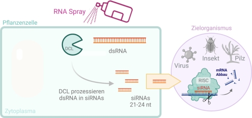 Abb. 2. Prinzip Spray-induced gene silencing. Created with BioRender.com