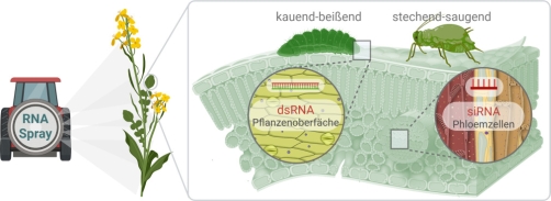Abb. 3. Vergleich RNA Aufnahme zwischen verschiedenen Typen der Nahrungsaufnahme. Created with BioRender.com