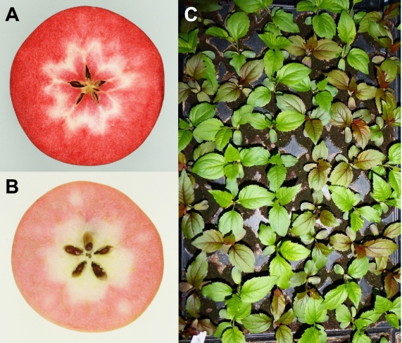 Abb. 2. Unterschiedlich Typen für rote Fruchtfleischfarbe beim Apfel und Möglichkeiten der phänotypischen Frühselektion für rotfleischige Äpfel vom Typ 1. A) Der rotfleischige Zuchtklon PiRo1 aus dem Züchtungsprogramm des JKI ist vom Typ1. Bei den Typ1-rotfleischigen Genotypen ist die rote Färbung von Laub und Fruchtfleisch eine Folge der Insertion eines Minisatellitenmotivs in den Promoterbereich des MdMYB10 Gens des Apfels. B) Der rotfleischige Zuchtklon PiRo3 aus dem Züchtungsprogramm des JKI ist vom Typ2. Bei Typ2-rotfleischigen Äpfeln ist die rote Fleischfarbe eine Folge der Überexpression des Gens MdMYB110a. Die Ursache für diese Überexpression ist unbekannt (Hanke et al., 2020). Im Gegensatz zu Typ1 ist bei den Typ2-Genotypen nur das Fruchtfleisch rot. Fruchtschale und Laub können eine andere Färbung aufweisen. C) Aufgrund der Kopplung zwischen rotem Fruchtfleisch und roter Laubfärbung lassen sich rotfleischige Äpfel vom Typ1 bereits anhand der Laubfärbung der Sämlinge selektieren.