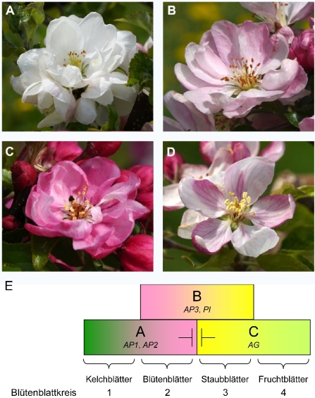 Abb. 4. Apfelblüten mit mehrfachem Perianth. A) Blüte von Malus pumila MAL003. B) Blüte von Malus spectabilis MAL0544. C) Blüte von Malus hybrida van Eseltine MAL0720. D) Normale Apfelblüte mit einfachem Perianth mit fünf Blütenblättern von Malus domestica 'Pinova'. E) Das ABC-Modell der Blütenbildung. Die Entwicklung der Blütenorgane kann mit dem ABC-Modell erklärt werden. Die zeitlich und örtlich beschränkte Aktivität von Genen mit unterschiedlichen Funktionen (A-, B- und C-Funk­tion) bestimmt, welche Blütenorgane entstehen. Sind nur Gene mit A-Funktion aktiv, entstehen Kelchblätter. Sind gleichzeitig Gene mit A- und B-Funktion aktiv, entstehen Blütenblätter. Sind Gene mit B- und C-Funk­tion aktiv, entstehen Staubblätter und Fruchtblätter entstehen, wenn nur Gene mit C-Funktion aktiv sind (Irish, 2017; Coen & Meyerowitz, 1991; Weigel & Meyerowitz, 1994). Gene mit A- und C-Funktion beeinflussen sich aber auch gegenseitig, A-Gene hemmen die Aktivität der C-Gene und umgekehrt.