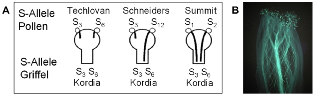 Abb. 6. Möglichkeiten für Pollen-Griffel-Interaktionen bei Süßkirsche, die durch das gametophytische Selbstinkompatibilität bedingt werden. A) Bei der Kombination 'Kordia' × 'Techlovan' kann der Pollen von 'Techlovan' mit den Allelen S3 und S6 die Sorte 'Kordia' (ebenfalls S3 und S6) nicht befruchten, da beide Sorten die gleichen S-Allele besitzen und somit inkompatibel sind. Bei der Kombination 'Kordia' × 'Schneiders' unterscheidet sich das S12-Allel in den Pollen von 'Schneiders' von den beiden S-Allelen im Griffel von 'Kordia'. Im Pollenschlauch des S12-Alleles werden beide S-RNAsen von 'Kordia' abgebaut. Damit kann der Pollenschlauch weiterwachsen und zu einer erfolgreichen Befruchtung führen. In den Nachkommen dieser Kreuzung sind die beiden S-Genotypen S3S12 und S6S12 zu erwarten. In der Kombination 'Kordia' × 'Summit' unterscheiden sich beide S-Allele der Vatersorte (S1S2) von denen der Muttersorte (S3S6). Beide Pollen-S-Genotypen von 'Summit' können 'Kordia' erfolgreich befruchten. In den Nachkommen sind die vier S-Genotypen S1S3, S2S3, S1S6 und S2S6 zu erwarten. B) Narbe mit Pollen der Sorte 'Pieraszt'. Die Situation entspricht dem Fall 'Kordia' × 'Schneiders'. Einige Pollenschläuche können tief in den Griffel einwachsen, während andere bereits nach kurzer Zeit gestoppt werden.