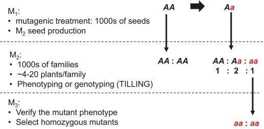 Figure 1. Inheritance of mutant alleles in segregating populations of diploid species.