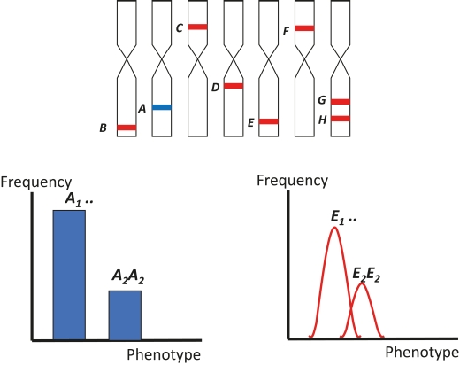 Figure 2. Frequency distributions and phenotypic values in segregating populations with qualitative (blue) and quantitative (red) inheritance. A is a Mendelian gene with complete dominance controlling a phenotype (h2 = 1). E is a major QTL with partial dominance controlling a phenotype together with six other QTLs and depending on the environment (h2<1).