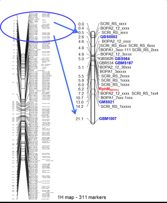 Fig. 2. Dense marker map of barley chromosome 1H comprising the rust resistance locus RphMBR1012 (Figure was taken from Perovic et al., unpublished)