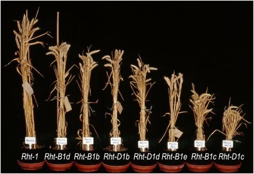 Fig. 3. Phenotypes of near-isogenic lines (NIL) derived from wheat cv. Mercia, differing in Rht- B1 and Rht-D1 alleles; Rht-1 represents the original variety (Photo: John Innes Centre, Norwich/UK, Tony Worland, see also Li et al., 2006)