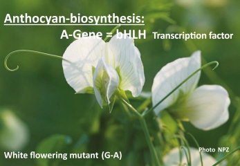Fig. 1. White-flowered pea plant (Pisum sativum) due to a natural recessive point mutation (Guanin -> Adenin) of the original dominant red wild type. The A-gene represents the transcription factor bHLH intervening in anthocyanin biosynthesis.