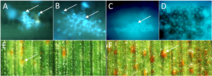 Fig. 1. Different amounts of haustorial mother cells (arrows in A and B) in the resistant parent Pavon 76 (A) and sensitive parent Thatcher (B) indicate different levels of resistance at a microscopic level 72 hours after inoculation with leaf rust. After 7 d, only a few uredospores were produced on leaves of Pavon 76 (C, arrow), whereas the entire leaf area was covered by spores in Thatcher (D). After 10 d, quantitative differences in uredospore pustules were visible on a macroscopic level (arrows E, F).