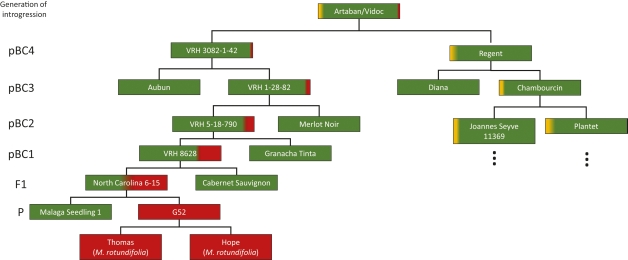 Fig. Pedigree of the new cultivars Artaban and Vidoc, which carry stacked resistance loci from Muscadinia rotundifolia (Pauquet et al., 2001) and American Vitis species coming from Chambourcin. The breeding line VRH3082-1-42 is derived from a systematic introgression into Vitis vinifera over 4 generations. The introgressed resistance locus confers a resistance against both powdery mildew (Run1) and downy mildew (Rpv1) and is inherited as single Mendelian trait. The development of the pBC4 (pseudo backcross) took about three to four decades. The pedigree of Chambourcin which contributes Ren3/Ren9 and Rpv3.1 (Di Gaspero et al., 2012) is going back to the 19th century and was recently updated by Röckel et al. (2021). Colors symbolize the following genomes: green = V. vinifera; red = M. rotundifolia, and yellow = American Vitis species. Red and yellow indicate introgressed parts of genomes.