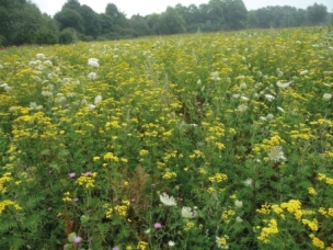 Abb. 3. typisches Erscheinungsbild der Wildpflanzenflächen in 2018, hier Fläche BII 1.2 in Wulfen.