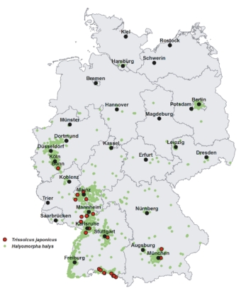 Abb.: Verbreitung von Halyomorpha halys (grüne Punkte) und Trissolcus japonicus (rote Punkte) in Deutschland (Stand: 01/2023, Autor: Björn Lutsch/LTZ).