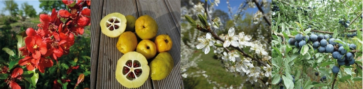 Abb.2: Blten und Frchte von Chaenomeles 'Fusion' (links) und Prunus spinosa (rechts)