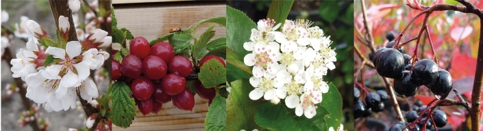 Abb.4: Blten und Frchte von Prunus tomentosa (links) und Aronia prunifolia (rechts)