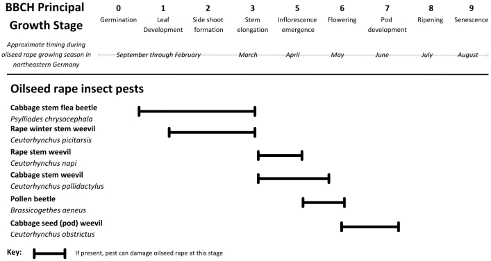 Fig. S1. Timeline of oilseed rape (OSR) insect pests in the context of the patchCROP landscape experiment, modified after Bartels et al. (2023). The assortment of species, their phenological variation, and the differences in what stage of the plant they damage add to the labour-intensive nature of pest monitoring in OSR.