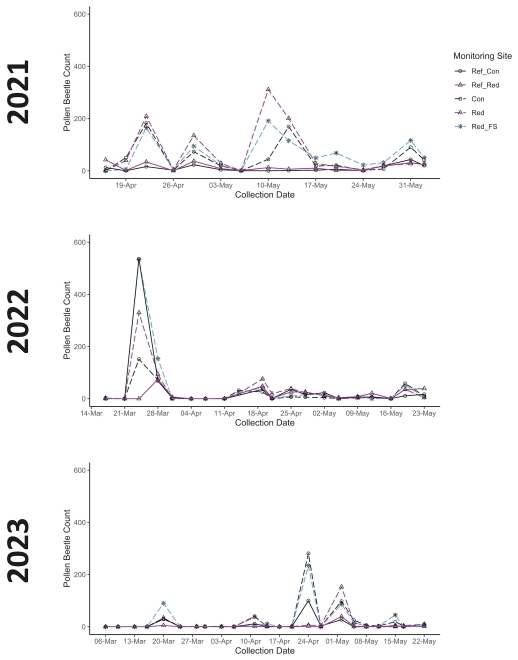Fig. 4. Pollen beetle counts in yellow water traps from spring 2021, 2022, and 2023. Every monitoring site and collection date is included. Solid lines represent the sole-cropped reference fields and dashed lines represent patchCROP patches.