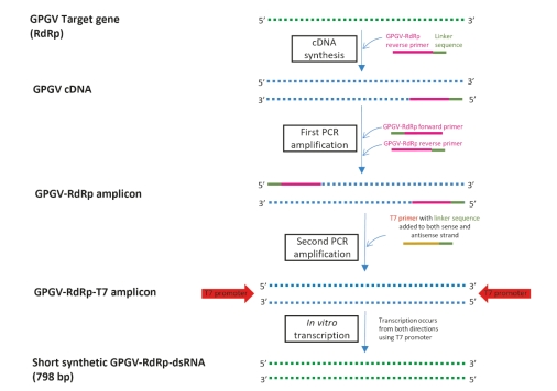 Figure S1: In vitro short synthetic grapevine Pinot gris virus (GPGV) double-stranded RNA (dsRNA) production using reverse transcription (RT) for cDNA synthesis and two-step PCR amplification of the GPGV RNA dependent RNA polymerase (RDRP) target sequence. A linker sequence is added to the reverse transcribed single-stranded copy DNA (cDNA) and to the 5’ ends of the double-stranded GPGV-RDRP amplicons in the first step of PCR amplification. The T7 promoter is added during the second step of PCR amplification. The derived GPGV-RdRp-T7 amplicon with the T7 prompter sequence is used for in vitro transcription to form the final short synthetic GPGV dsRNA.