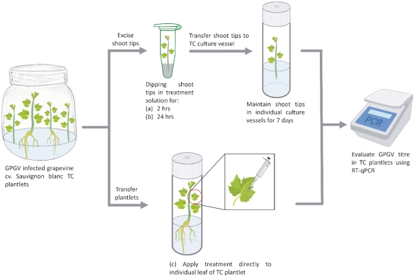 Figure S2: Exogenous application of short synthetic grapevine Pinot gris virus RNA dependent RNA polymerase double stranded RNA (GPGV- RdRp-dsRNA) or GPGV-RdRp-T7 amplicon or buffer control treatments to GPGV infected grapevine cv. Sauvignon Blanc tissue culture (TC) plantlet materials using three application methods: (a) dipping shoot tips excised from TC plants into GPGV-RdRp–dsRNA or control solutions for 2 hrs; (b) dipping shoot tips excised from TC plants into short synthetic GPGV dsRNA or control solutions for 24 hrs; and (c) exogenously applied GPGV-RdRp–dsRNA or control solutions to a single leaf of a TC plantlet in a culture vessel with media (Source: Biorender).