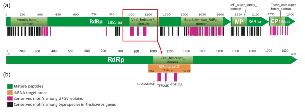 Figure S3: Schematic diagram indicating the conserved amino acid motif positions amongst a) Six exemplar species within the genus Trichovirus and their location on the amino acid sequences for the RNA-dependent RNA polymerase (RdRp; NCBI Reference Sequence: YP_004732978.2), movement protein (MP; NCBI Reference Sequence: YP_004732979.2) and coat protein (CP; NCBI Reference Sequence: YP_004732980.2) derived from the exemplar GPGV isolate (Refseq: NC_015782.2) and b) the enlarged view of the RdRp protein sequence illustrating the conserved amino acid motif positions amongst the 200 GPGV isolates and associated 798bp target region to which the short synthetic GPGV dsRNA used to stimulate RNAi against GPGV was designed. The numbers indicate amino acid positions.