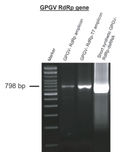 Figure S4. Visualization by agarose gel electrophoresis of the grapevine Pinot gris virus (GPGV) RNA-dependent RNA polymerase (RdRp) amplicons: GPGV-RdRp amplicon, GPGV-RdRp-T7 amplicon and the 798-base pair short synthetic GPGV-RdRp-double stranded RNA (GPGV-RdRp-dsRNA) molecule that was used to target the conserved 798 nucleotide region of the RdRp gene of GPGV to stimulate RNA interference and reduce GPGV titre. The polymerase chain reaction (PCR) amplicons and dsRNA molecules were produced after the two-step PCR method and in-vitro dsRNA transcription. Marker: 100bp DNA ladder.